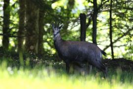 Chamois - la chèvre et son chevreau