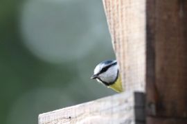 Mésange bleue