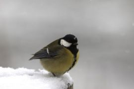 mésange charbonnière