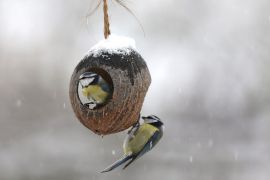 Mésange bleue