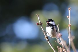 Mésange noire