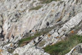 Courlis cendré sur Bouguezen en allant sur la Pointe de Pern