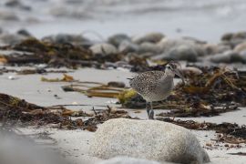 Courlis corlieu dans Porspaul