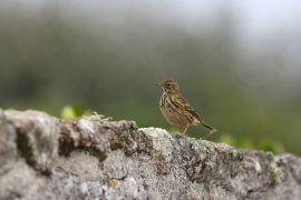 Pipit farlouse vers Bouguezen