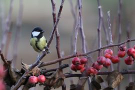 Mésange charbonnière