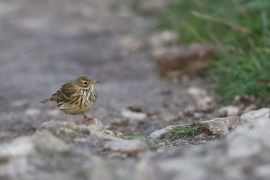 Pipit farlouse sur le chemin cotier  au retour de la Pointe de Pern