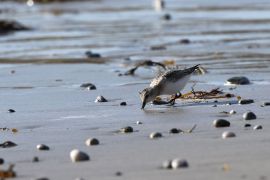 Bécasseau sanderling