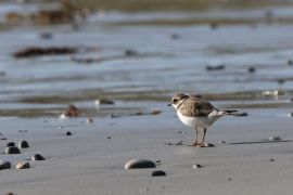 Grand gravelot sur la plage de Korz